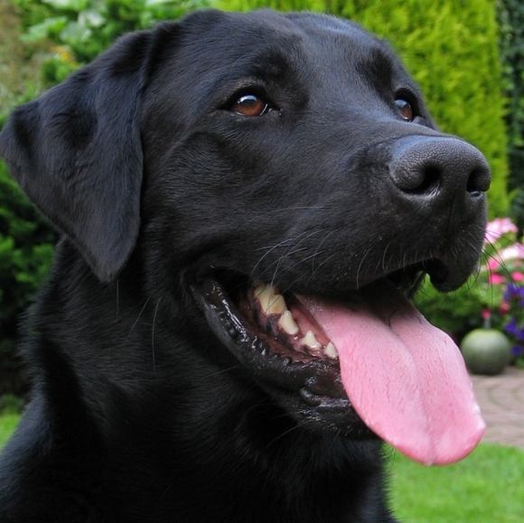 Meet your Posher, Abby - Picture 2 of 2